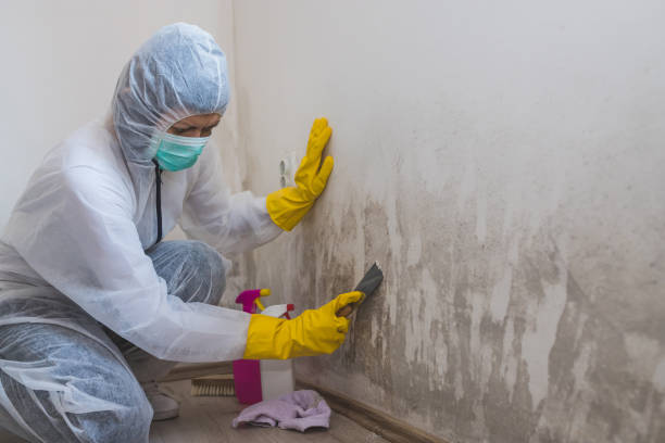 Best Mold Damage Repair  in Westlake Village, CA