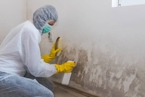 Mold Removal and Inspection in Westlake Village, CA