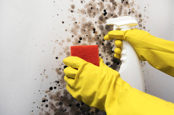 Mold Testing and Removal in Westlake Village, CA