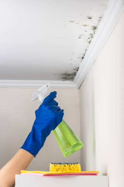 Professional Mold Removal in Westlake Village, CA
